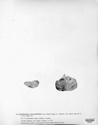 Phacidium lauri image
